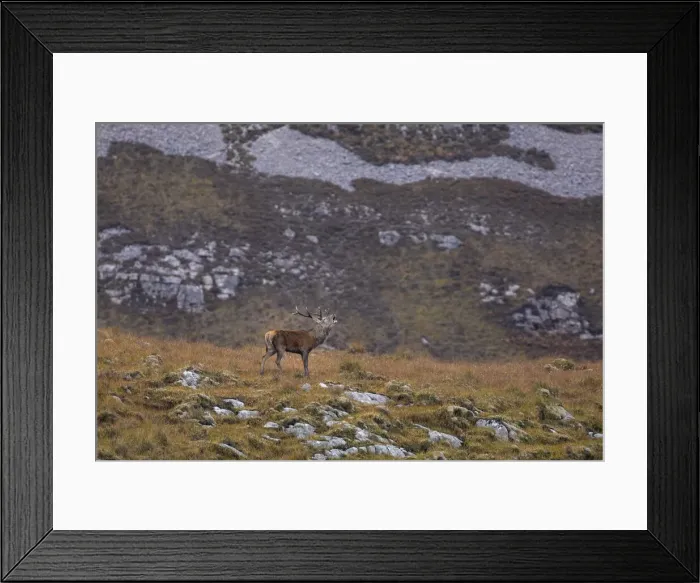 Framed Print : A stag roars during the rutting season in the Scottish Highlands Framed Print : A stag roars during the rutting season in the Scottish Highlands