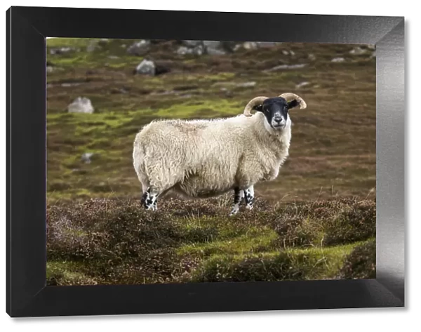 Native ram, Isle of Harris, Outer Hebrides, Scotland