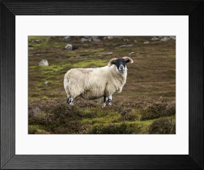 Framed Print : Native ram, Isle of Harris, Outer Hebrides, Scotland Framed Print : Native ram, Isle of Harris, Outer Hebrides, Scotland