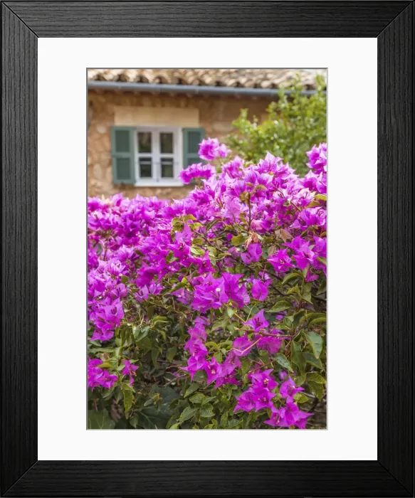 Framed Print : Purple bougainvillea in the village of Fornalutx, Mallorca, Spain Framed Print : Purple bougainvillea in the village of Fornalutx, Mallorca, Spain