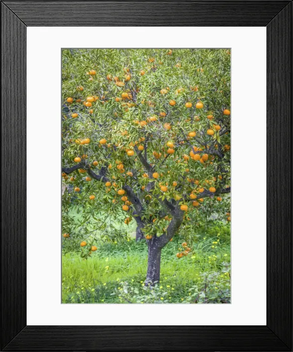 Framed Print : Tangerine tree with fruits in the village of Fornalutx, Mallorca, Spain Framed Print : Tangerine tree with fruits in the village of Fornalutx, Mallorca, Spain
