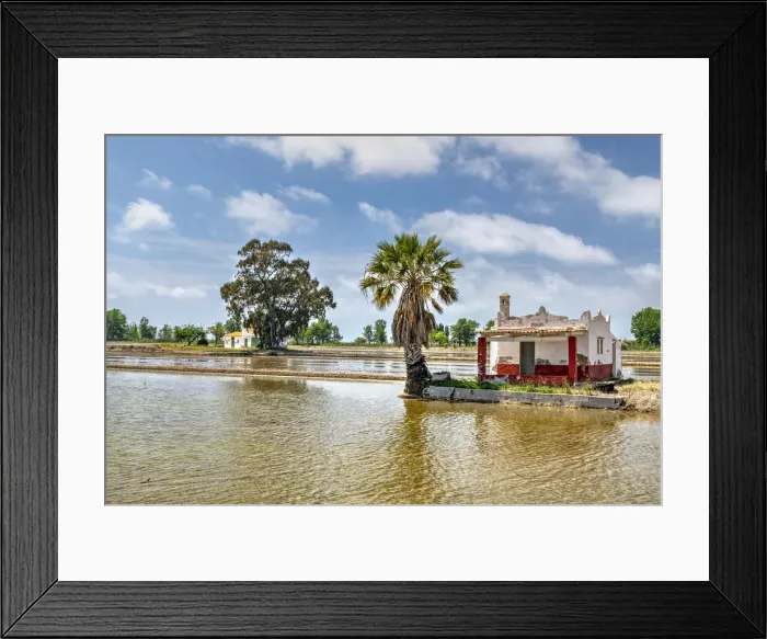Framed Print : Rice field, Delta de l Ebre, River Ebro, Catalonia, Spain Framed Print : Rice field, Delta de l Ebre, River Ebro, Catalonia, Spain