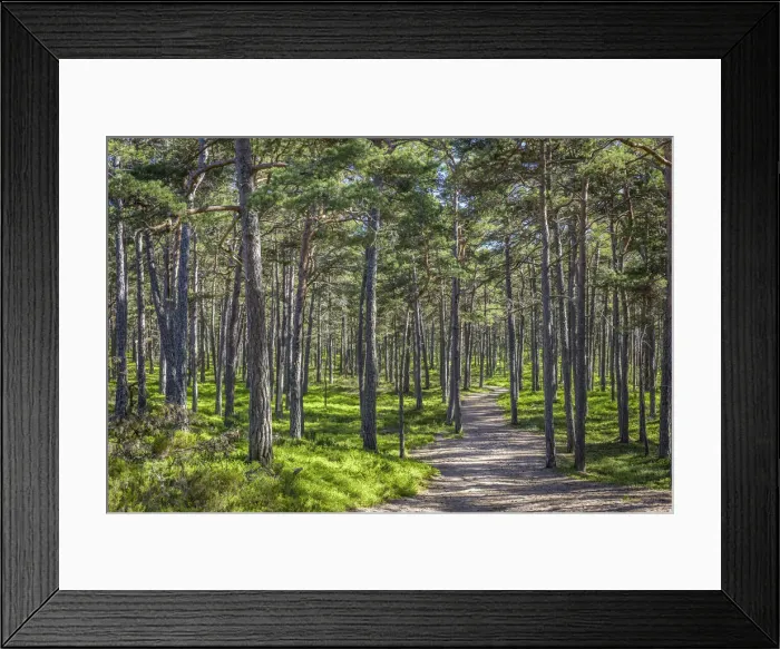 Framed Print : Pine forest on Sandhamn Island, Stockholm County, Sweden Framed Print : Pine forest on Sandhamn Island, Stockholm County, Sweden