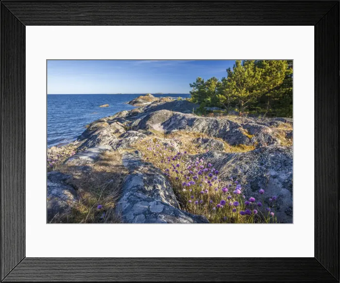 Framed Print : Purple beach carnations on the shore of Sandhamn island, Sweden Framed Print : Purple beach carnations on the shore of Sandhamn island, Sweden