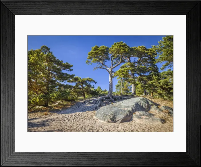 Framed Print : Pine forest on the coast of Sandhamn Island, Stockholm County, Sweden Framed Print : Pine forest on the coast of Sandhamn Island, Stockholm County, Sweden