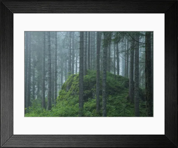 Framed Print : Switzerland, St. Gallen, Grabs, Voralp, Fir Forest Framed Print : Switzerland, St. Gallen, Grabs, Voralp, Fir Forest