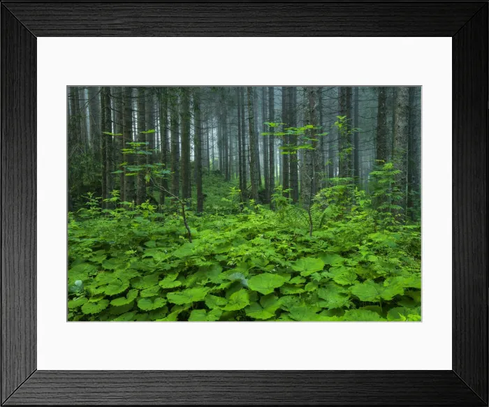 Framed Print : Switzerland, St. Gallen, Grabs, Voralp, Forest Framed Print : Switzerland, St. Gallen, Grabs, Voralp, Forest