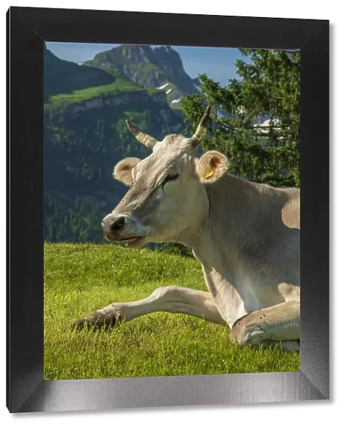 Switzerland, St. Gallen, Grabs, Voralp, Swiss cow