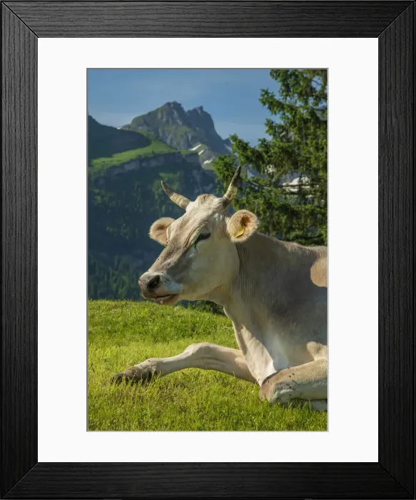 Framed Print : Switzerland, St. Gallen, Grabs, Voralp, Swiss cow Framed Print : Switzerland, St. Gallen, Grabs, Voralp, Swiss cow