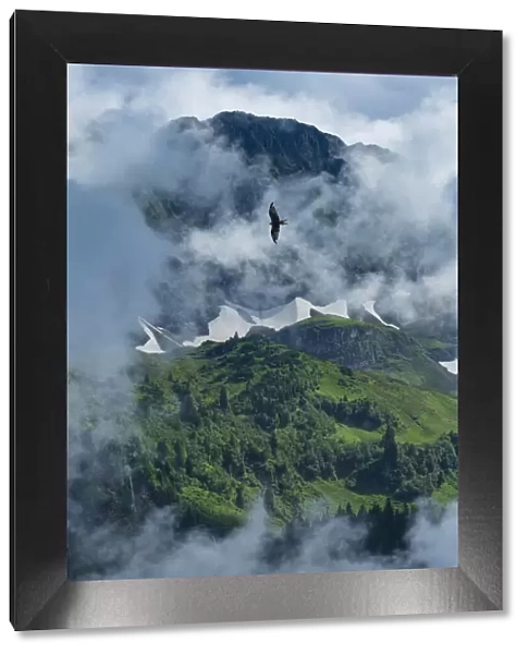Switzerland, St. Gallen, Grabs, Voralp, Red Kite in flight (m)