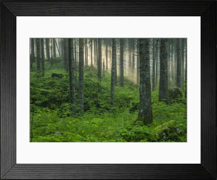 Framed Print : Switzerland, St. Gallen, Grabs, Voralp, Bergwald