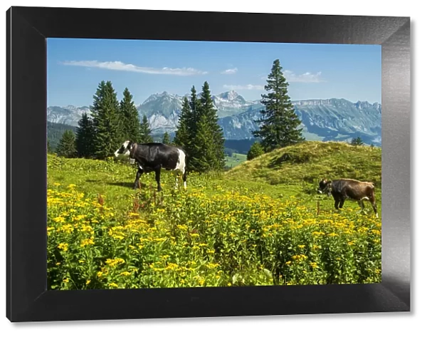 Switzerland, St. Gallen, Grabs, Voralp, view to Alstein and Mount Saentis with cow