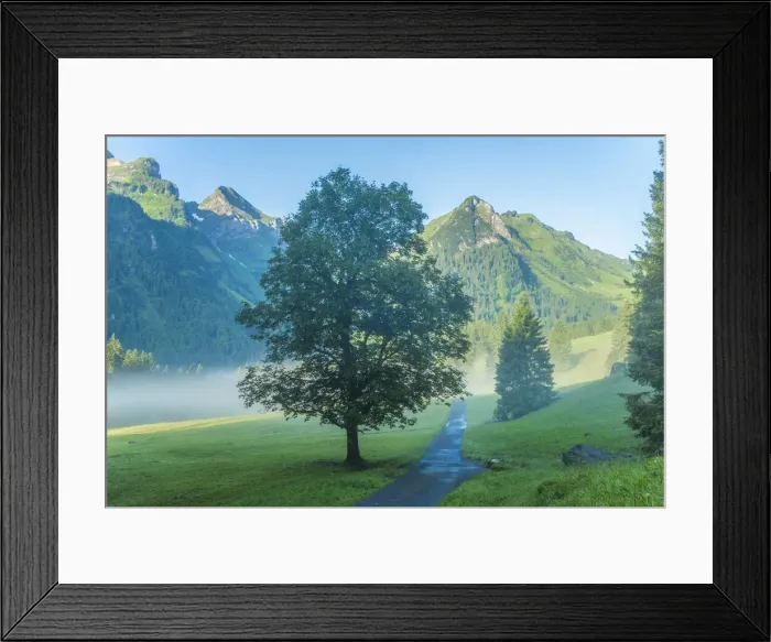 Framed Print : Switzerland, St. Gallen, Grabs, Voralp, Maple tree Framed Print : Switzerland, St. Gallen, Grabs, Voralp, Maple tree