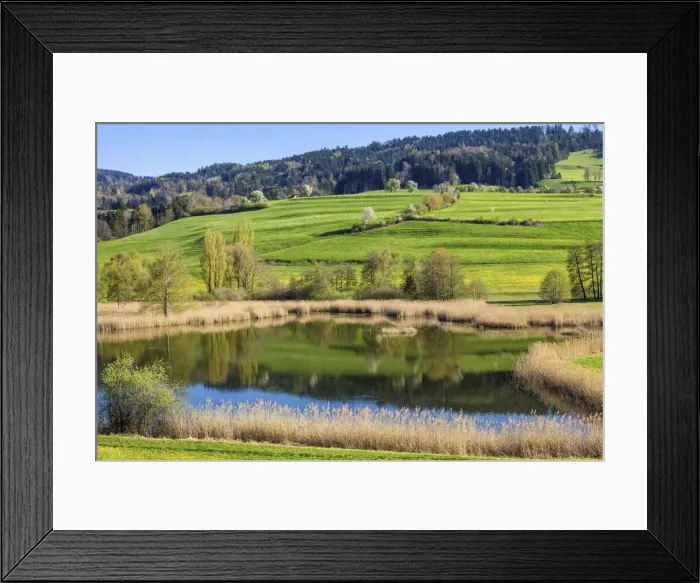 Framed Print : Switzerland, Canton St. Gallen, Schlossweiher, Naturschutzgebiet Framed Print : Switzerland, Canton St. Gallen, Schlossweiher, Naturschutzgebiet