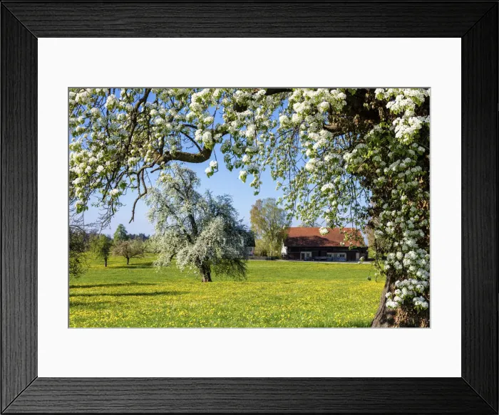Framed Print : Switzerland, Canton St. Gallen, Bodenseegebiet, Kirschblute Framed Print : Switzerland, Canton St. Gallen, Bodenseegebiet, Kirschblute