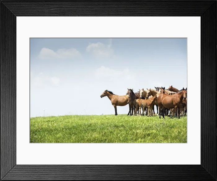 Framed Print : USA, North Dakota, Wild Horses, Prairie Framed Print : USA, North Dakota, Wild Horses, Prairie