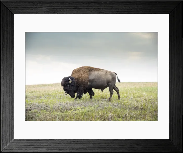 Framed Print : USA, North Dakota, Bison, Theodore Roosevelt National Park, South Unit Framed Print : USA, North Dakota, Bison, Theodore Roosevelt National Park, South Unit