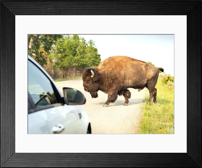 Framed Print : USA, North Dakota, Bison, Crossing The Road, Theodore Roosevelt National Park, North Unit Framed Print : USA, North Dakota, Bison, Crossing The Road, Theodore Roosevelt National Park, North Unit