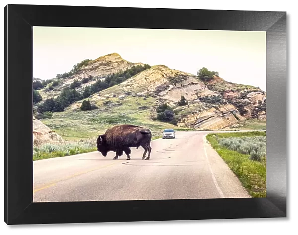 USA, North Dakota, Bison, Crossing The Road, Theodore Roosevelt National Park, North Unit