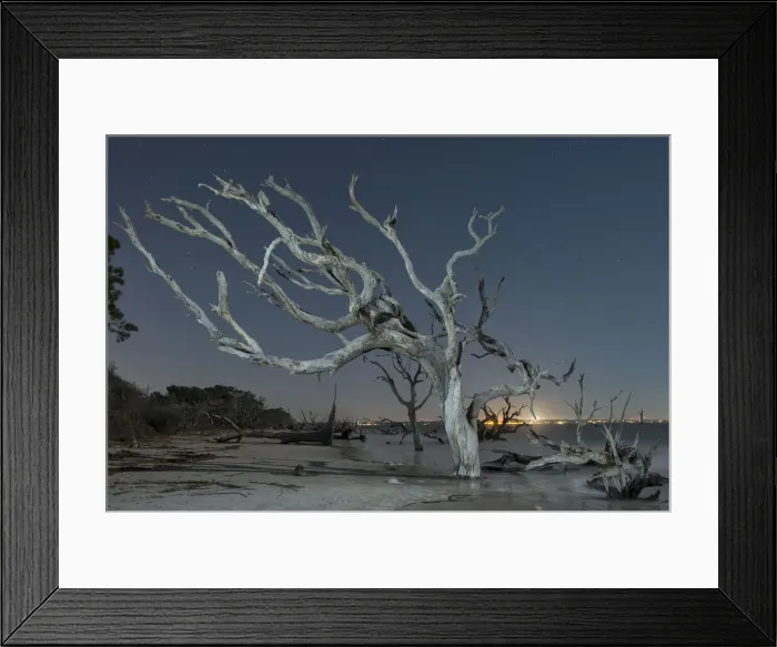 Framed Print : Driftwood Beach, Jekyll Island, Georgia USA