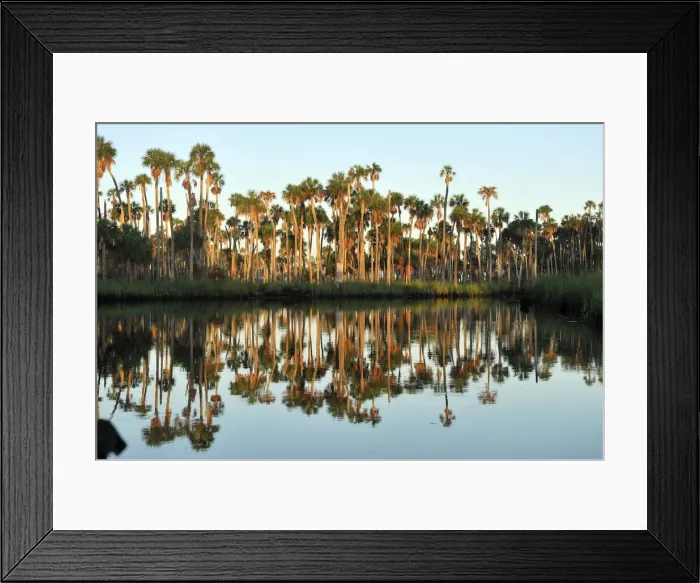 Framed Print : Palm Trees along Weeki Wachee River, Weeki Wachee Springs State Park, Spring Hill Framed Print : Palm Trees along Weeki Wachee River, Weeki Wachee Springs State Park, Spring Hill