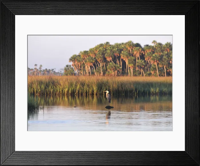 Framed Print : Heron in Chassahowitzka National Wildlife River Refuge, near Spring Hill, Florida, USA Framed Print : Heron in Chassahowitzka National Wildlife River Refuge, near Spring Hill, Florida, USA