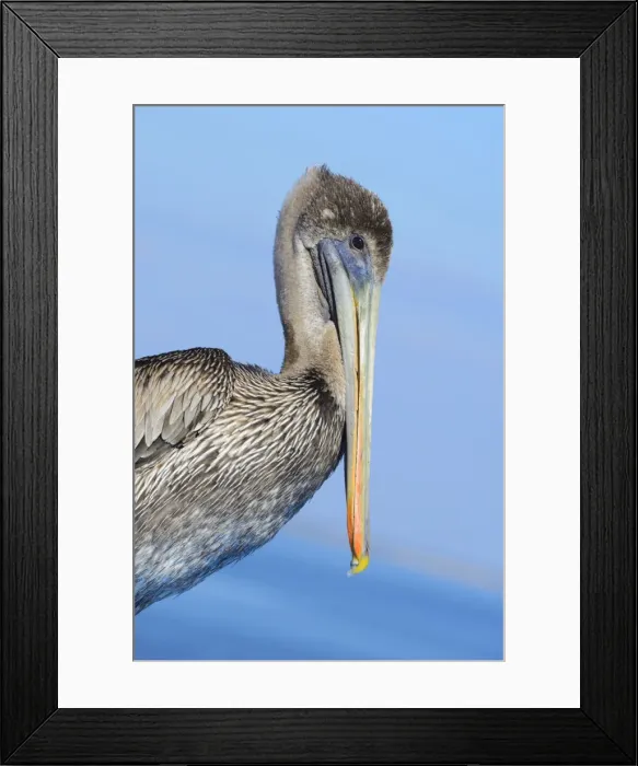 Framed Print : USA, Florida, Levy County, Cedar Key, Brown Pelican, Pelecanus occidentalis Framed Print : USA, Florida, Levy County, Cedar Key, Brown Pelican, Pelecanus occidentalis