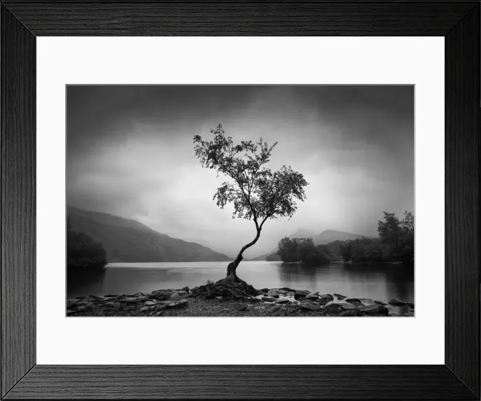 Framed Print : Lone Tree, Llyn Padarn, Gwynedd, Wales Framed Print : Lone Tree, Llyn Padarn, Gwynedd, Wales
