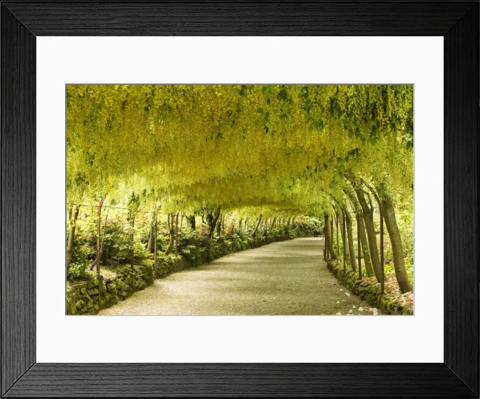 Framed Print : Laburnam Arch, Bodnant Gardens, near Tal-y-Cafn, Conwy, Wales Framed Print : Laburnam Arch, Bodnant Gardens, near Tal-y-Cafn, Conwy, Wales