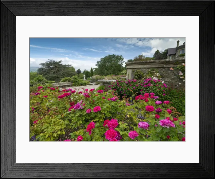 Framed Print : Rose Garden, Bodnant Gardens, near Tal-y-Cafn, Conwy, Wales