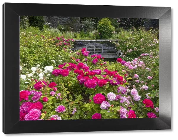 Roses & Bench, Bodnant Gardens, near Tal-y-Cafn, Conwy, Wales