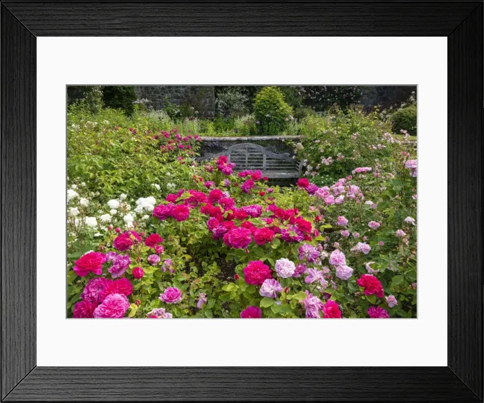 Framed Print : Roses & Bench, Bodnant Gardens, near Tal-y-Cafn, Conwy, Wales Framed Print : Roses & Bench, Bodnant Gardens, near Tal-y-Cafn, Conwy, Wales