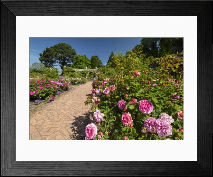 Framed Print : Path Through Rose Garden, Bodnant Gardens, near Tal-y-Cafn, Conwy, Wales Framed Print : Path Through Rose Garden, Bodnant Gardens, near Tal-y-Cafn, Conwy, Wales
