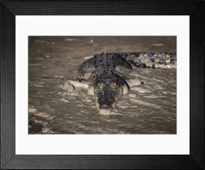 Framed Print : Saltwater crocodile (Crocodylus porosus) in Sampan Creek, Bamurru Plains Framed Print : Saltwater crocodile (Crocodylus porosus) in Sampan Creek, Bamurru Plains