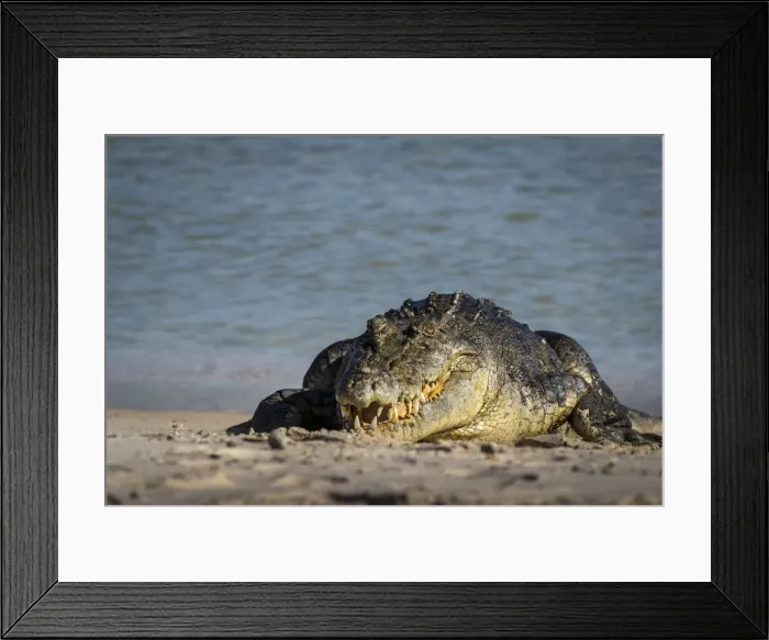 Framed Print : Saltwater crocodile (Crocodylus porosus) on beach, Gove Peninsula, Arnhem Land Framed Print : Saltwater crocodile (Crocodylus porosus) on beach, Gove Peninsula, Arnhem Land