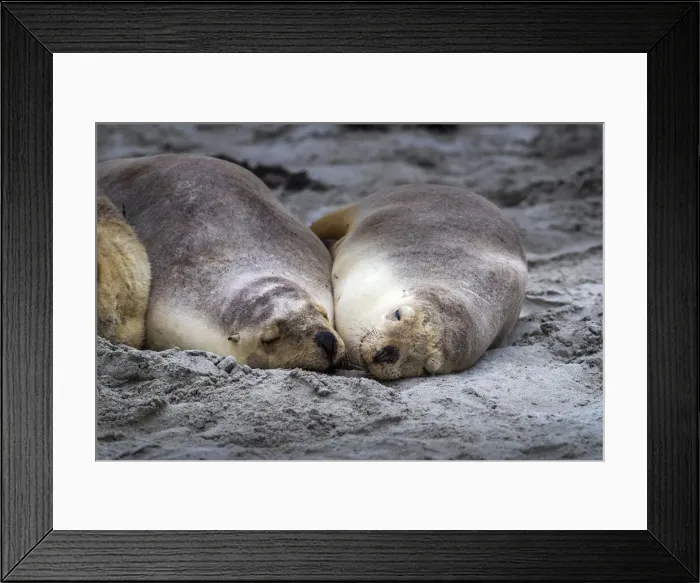 Framed Print : Australian sea lions (Neophoca cinerea), Seal Bay Conservation Park, Kangaroo Island