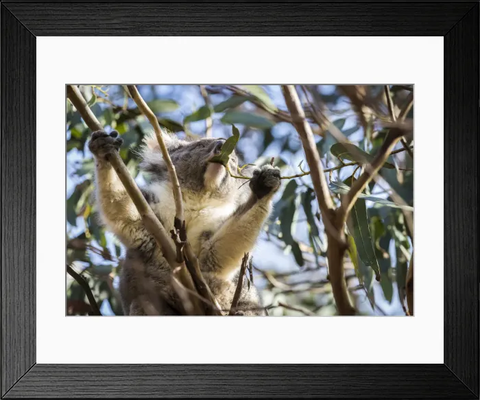 Framed Print : Koala (Phascolarctos cinereus), Hanson Bay Wildlife Sanctuary, Kangaroo Island Framed Print : Koala (Phascolarctos cinereus), Hanson Bay Wildlife Sanctuary, Kangaroo Island