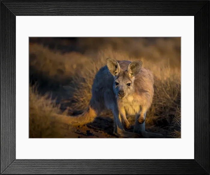 Framed Print : Wallaby at Stokes Hill, South Australia, Australia Framed Print : Wallaby at Stokes Hill, South Australia, Australia