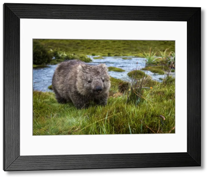 Framed Print : Wombat (Vombatidae), Cradle Mountain-Lake St Clair National Park, Tasmania, Australia