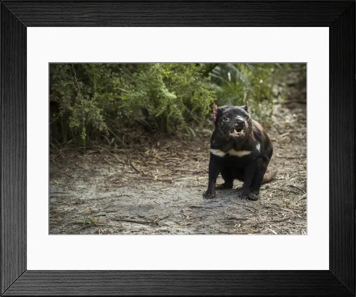 Framed Print : Tasmanian Devil (Sarcophilus harrisii), Coles Bay, Tasmania, Australia