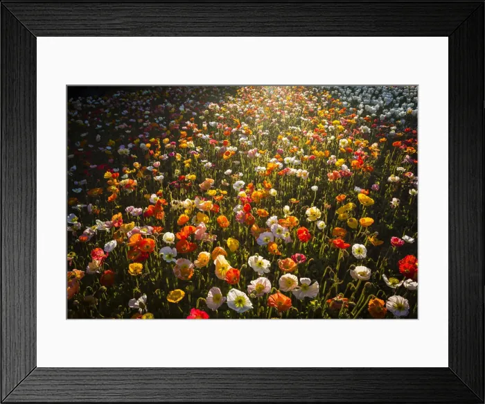 Framed Print : Poppy display at the Floriade Spring festival, Australian Capital Territory, Australia