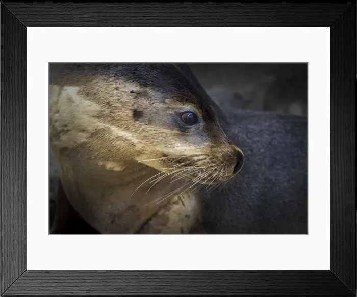 Framed Print : Australian sea lion (Neophoca cinerea), Seal Bay Conservation Park, Kangaroo Island Framed Print : Australian sea lion (Neophoca cinerea), Seal Bay Conservation Park, Kangaroo Island