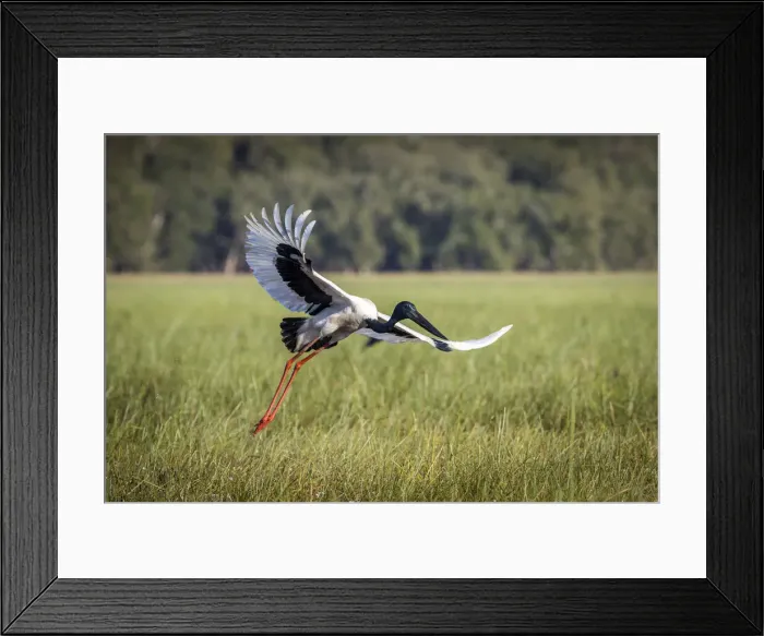 Framed Print : Black-necked Stork (Ephippiorhynchus asiaticus) or Jabiru, taking flight, Bamurru Plains Framed Print : Black-necked Stork (Ephippiorhynchus asiaticus) or Jabiru, taking flight, Bamurru Plains