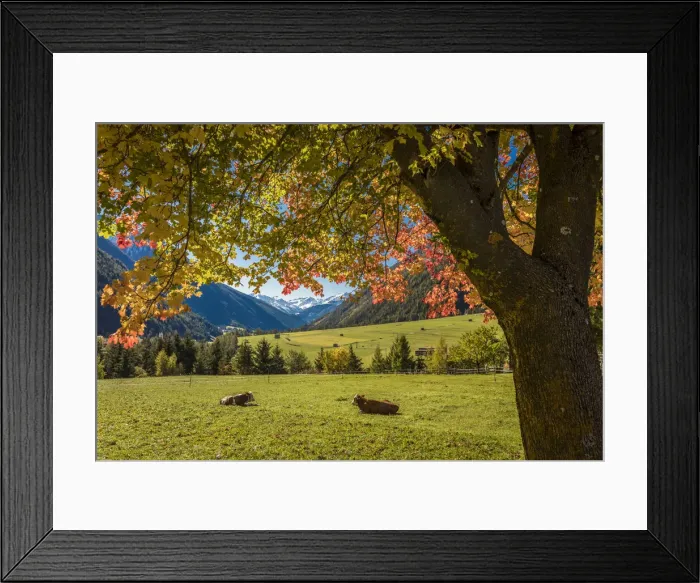 Framed Print : Autumn maple in the Kalser valley, Kals am Grossglockner, East Tyrol, Austria