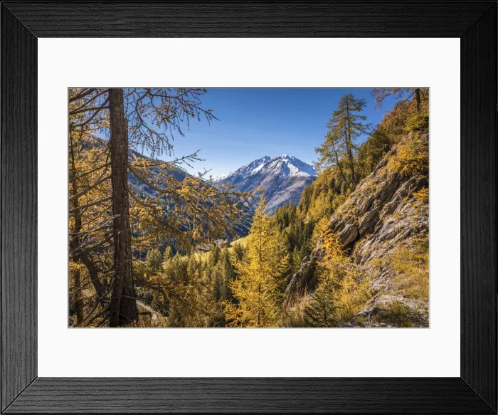 Framed Print : Autumn larches and snow-covered mountain peaks in the Kalser valley Framed Print : Autumn larches and snow-covered mountain peaks in the Kalser valley