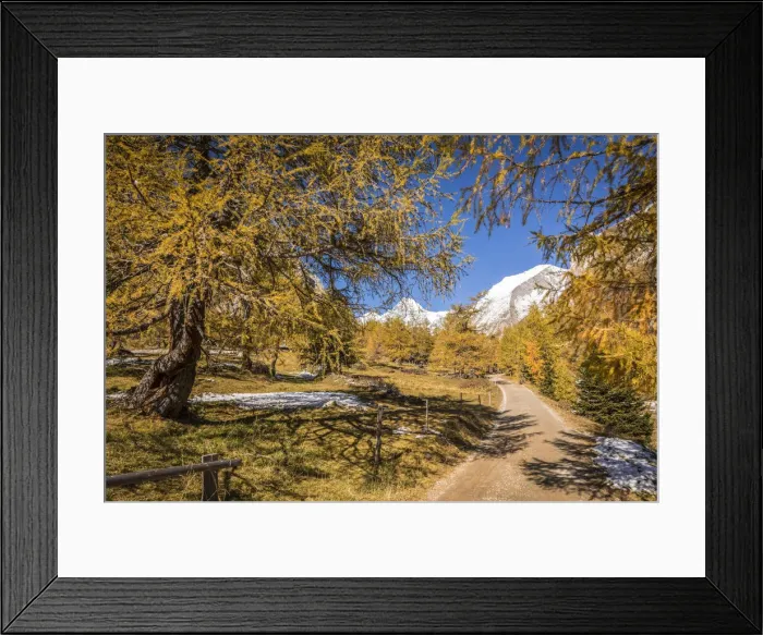 Framed Print : Hiking trail through autumnal larch forest in Koednitztal, Kals am Grossglockner, East Tyrol, Austria