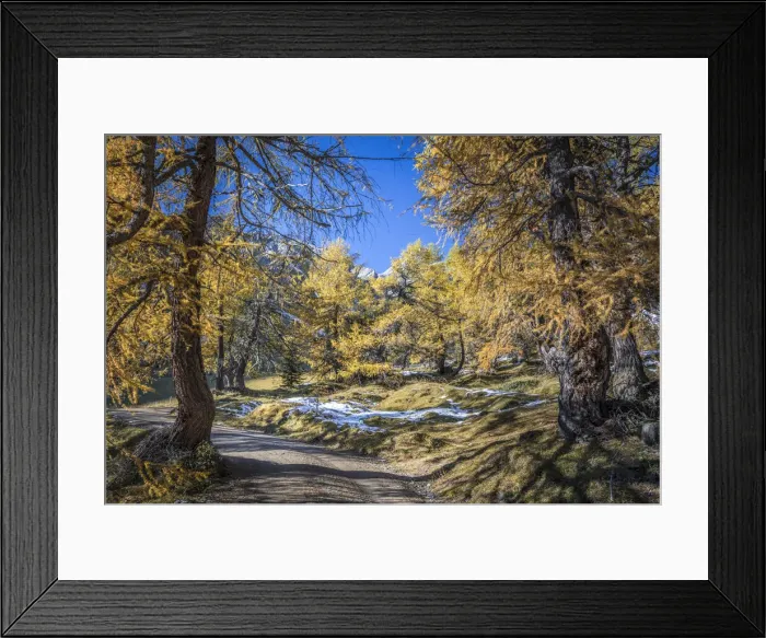 Framed Print : Path through the old larch forest in Koednitztal, Kals am Grossglockner, East Tyrol, Austria Framed Print : Path through the old larch forest in Koednitztal, Kals am Grossglockner, East Tyrol, Austria