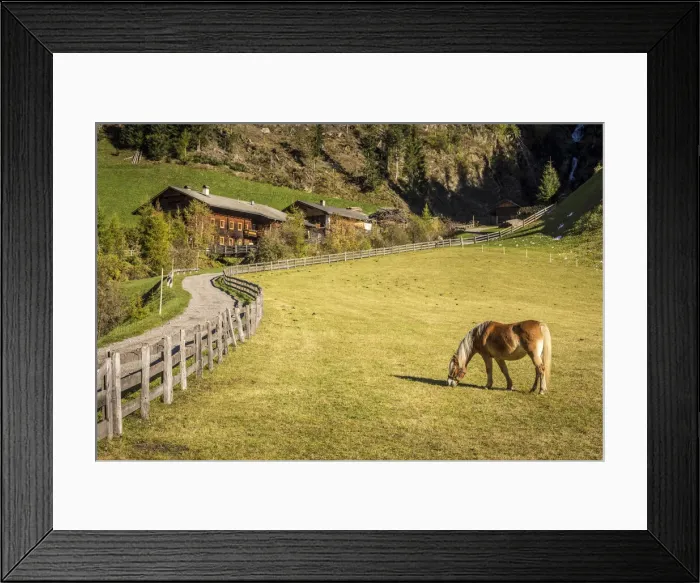 Framed Print : Haflinger horse and farm in Auservillgraten, Villgraten valley, East Tyrol, Austria