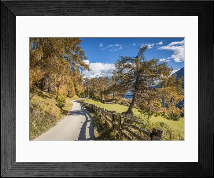 Framed Print : Old larches in Zedlacher forest, Virgen valley, East Tyrol, Austria Framed Print : Old larches in Zedlacher forest, Virgen valley, East Tyrol, Austria