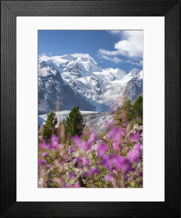 Framed Print : Pink flowers and Bernina group and Morteratsch glacier in background, Morteratsch Framed Print : Pink flowers and Bernina group and Morteratsch glacier in background, Morteratsch